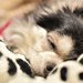 愛犬の『後追い行動』により飼い主の生活が制限されてしまった。その原因と我が家の対処法。