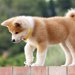 秋田犬が海外で大人気！しかし人気の影には偽物も…