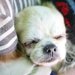 犬の睡眠時間、知っていますか？