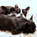 犬の帝王切開とは　手術での出産が必要な犬種について