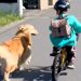 朝、保育園に行く男の子を『お見送り』する大型犬→お別れ後、帰ろうとすると…『まさかの光景』が30万再生「まさに忠犬」「もはや人間みたい」