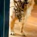 『大きな木』を持ち帰ろうとする大型犬→家の中に入れるのを拒んだ結果…子供のような光景が165万再生「何度もチャレンジするの草」「可愛い」