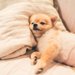 犬の出産できる年齢はどのぐらい？最適な歳や上限について解説