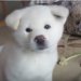 秋田犬の子犬が可愛すぎてつらい