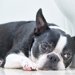 老犬のトイレの失敗を減らす工夫4つ！粗相する理由も解説