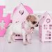 犬用のネックレスのおすすめ9選！アクセサリー付き犬用ネックレスや迷子札付きのものなど