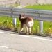飼い主が何度も変わり、山奥に捨てられた『放浪犬』→捕獲後、たくさん甘えてきて…『現在の光景』に涙が止まらないと23万再生「本当に感謝」