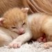 赤ちゃん子猫が『大型犬のお腹で寝てしまった』結果→『嫌がるかな』と思いきや…とんでもなく尊い光景が26万再生「可愛いが渋滞」「幸せすぎ」