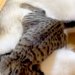 1週間ぶりに、猫が『大型犬』と再会を果たした結果→とんでもなく尊い『愛情表現』と『まさかの表情』に32万いいね「虚無顔で草」「モフモフｗ」