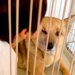 保護犬のことが大好きな男の子→突然『チューをした』結果…あまりにも尊い『お互いのやり取り』が8万再生「幸せすぎる日常」「素敵な家族」