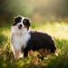 ミニチュア・アメリカン・シェパードってどんな犬種？特徴と性格や飼い方・価格相場まで解説