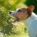 暑さに強い犬種5選