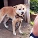 ６年間、外に繋がれっ放しだった犬のリードを切断した結果…まさかの姿に涙が止まらないと154万再生「辛かったよね」「ありがとう」と感動