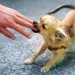 子犬の噛み癖を直すしつけ方！噛む理由や時期、対策とは