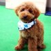 犬のバンダナをオシャレに活用！保冷・首輪止めなど