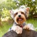 ヨークシャーテリアの値段はいくら？子犬の価格から生涯費用まで全て解説