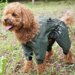 犬用のレインコートおすすめ5選┃選ぶポイントや雨の日以外の活用方法