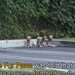  捨てられ、空気銃で撃たれ…でも３匹はいつも一緒だった。あの日までは…