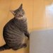 『にゃーん』と猫に呼ばれたので、ついて行った結果→犬が閉じこめられていて…まさかの光景に5万いいね「現行犯逮捕ｗ」「助けて…って顔で草」