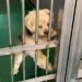 『助けて』と必死にもがく、捨てられた12歳の老犬→体もボロボロになっていて…2年後の『現在』が15万再生「幸せな顔」「表情が違いすぎる」