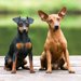 【獣医師監修】ミニチュア・ピンシャーってどんな犬種？特徴と性格や飼い方・価格相場まで解説