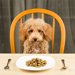 犬に合った食器台の選び方！おすすめ商品13選