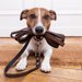 犬の首輪や胴輪リードを買い換える時期はどう判断すればいいの？