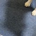 『絶対に電源コードに触っちゃダメ』と教え込まれた犬→なぜか助けを求めていたので、見に行くと…まさかの光景に8万いいね「いい子すぎてｗ」