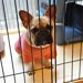 犬の木製ケージはおしゃれで快適！メリットとデメリット、おすすめ商品までをご紹介