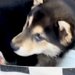 『真っ黒な毛の子犬を飼った』と思っていたら…驚きを隠せない『三毛猫のような姿になる光景』が12万再生「ミケ柴」「なんて珍しい色」と絶賛