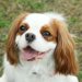 キャバリアあるある6選！飼い主さんならわかる犬種の魅力をご紹介