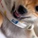 寝ている妻に近づいた結果→小さな子犬が『ママを起こすな！』とブチギレて…全く怖くない『尊い光景』が183万再生「可愛い攻撃」「守ってる」