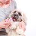 犬に人間用の歯磨き粉は大丈夫？