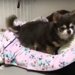 お薬を絶対に飲みたくないチワワと飼い主の戦い