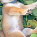 畑仕事についてきた柴犬の赤ちゃん→ふと、葉っぱが入っているカゴの中を見てみると…『尊すぎる光景』が33万再生「美味しそうｗ」「可愛い」