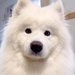 出勤したはずのパパが５分で帰宅することに→家にいた大型犬が…想定外な展開で見せた行動が59万再生「最高のお出迎え」「可愛すぎる」の声