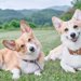 コーギー画像満載！わんこ好きに贈る！もふもふ尽くしで癒されちゃってください！