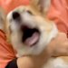 病院へ注射を打ちに来た犬→怖くて大絶叫してしまい…終わった直後に見せた『看護師への態度』が15万再生「嫌よねｗ」「いちいち可愛い」