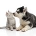 犬と猫の同居は可能？同居させる方法や注意点、慣れるまでの期間