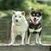 柴犬の首輪おすすめ10選！ハーネスとの比較や使う時の注意点まで