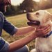 犬の生まれ変わりは本当にある？再会のサインや期間、感動の実例を解説