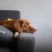 犬は何時間くらい留守番できるの？目安やNG行為を解説