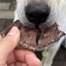 元保護犬におやつをあげた結果→思った以上に美味しかったようで…とんでもなく尊い『味わいの表情』に「可愛すぎ」「しみじみしてる」と反響