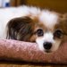 パピヨンのかかりやすい病気と症状や予防法