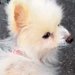 押し入れに閉じ込められ、置き去りにされた『14歳のボロボロ老犬』を保護…涙あふれる『ビフォーアフター』に反響「心が痛い」「幸せに」