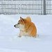 雪の中で動けなくなった犬→普段はおバカなハスキー犬が『ピンチだ』と駆けつけて…感動的な光景が80万再生「泣いた」「兄弟愛がすごい」と称賛