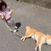 1歳の女の子と散歩をする犬→突然『散歩拒否』が発動して…あまりにも尊い『まさかの対処法』が403万表示「癒やされた」「可愛い」と悶絶の声