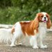 【獣医師監修】キャバリアってどんな犬種？特徴と性格や飼い方・価格相場まで解説