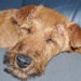 犬の平熱は何度？体温の測り方や考えられる病気とは