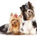 ヨークシャーテリアの成犬の大きさは？子犬の段階で予測する方法とは？